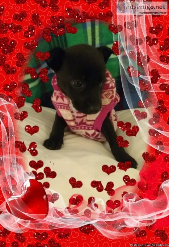 Gorgeous 9wk Chihuahua Female Puppy