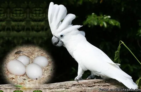 umbrella cockatoo eggs for sale