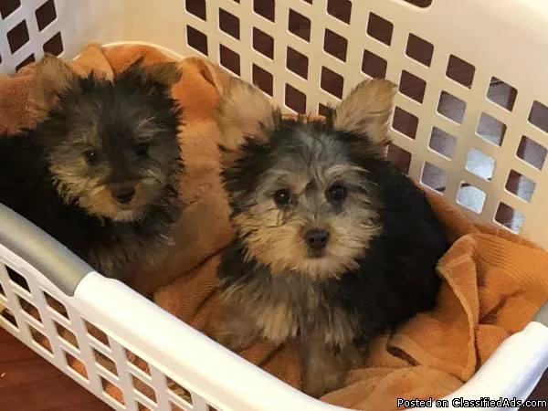 Registered Yorkie puppy
