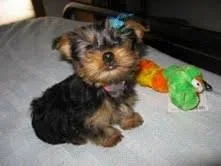 awesome teacup  Yorkie puppies for adoption