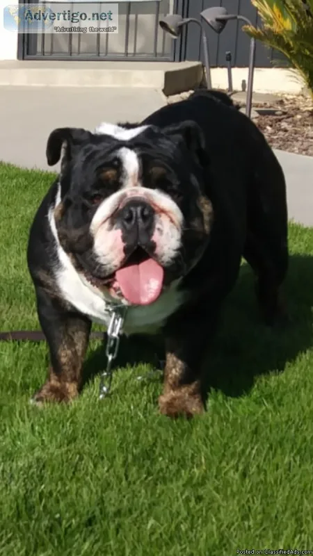 English bulldog Black Tri mini stud