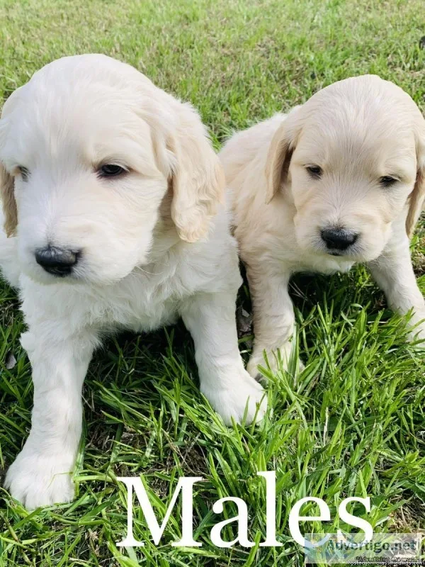 F1 Goldendoodles