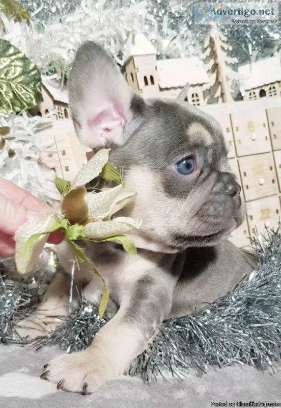Stunning French Bulldog Puppy Available Now