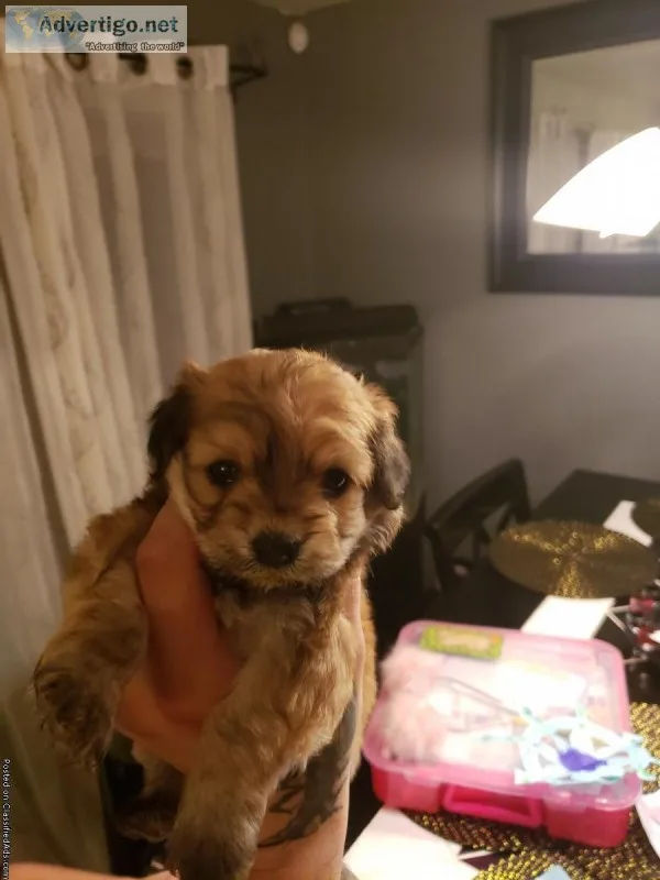 Shih tzu  n mini poodle mix