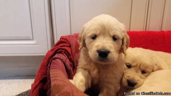 Golden retrieverGolden lab