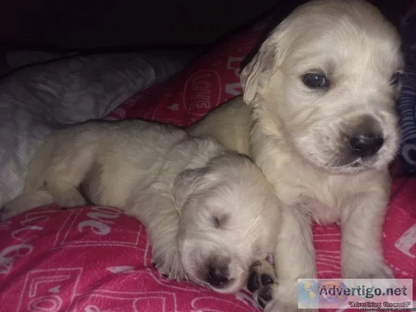  Irish cream Retrievers for sale 