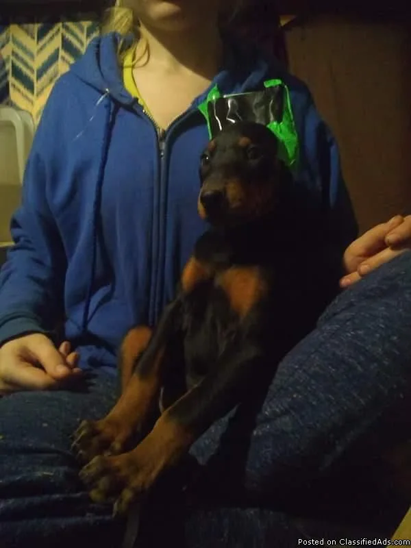 Doberman puppies