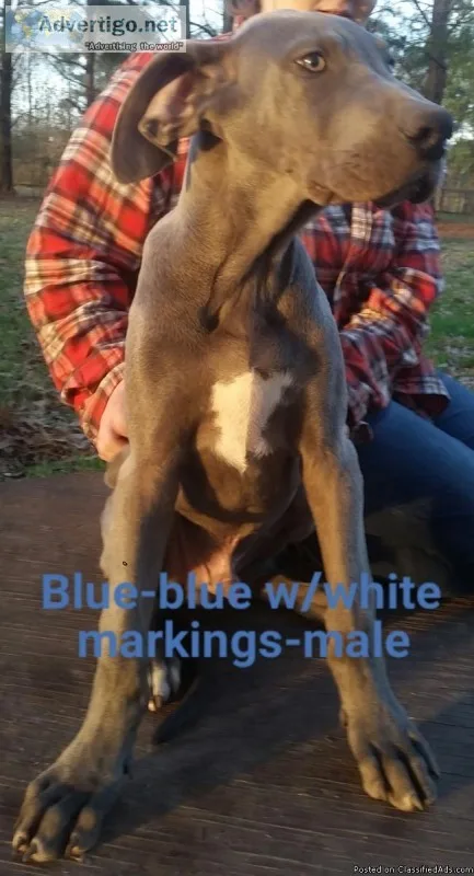 Akc Great Dane puppies