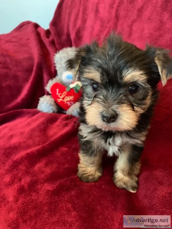 Gorgeous litter of yorkie puppies