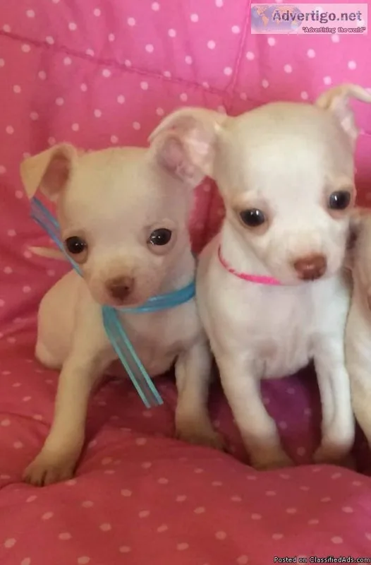 Chihuahua puppies up for re homing