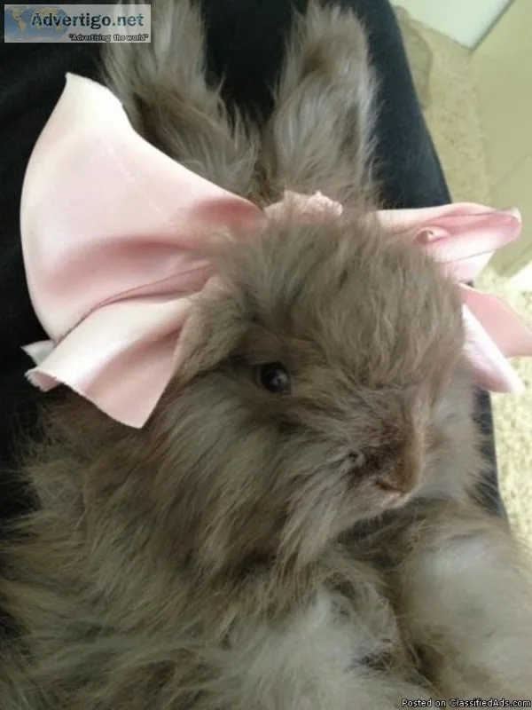 English Angora Bunnies - Pedigreed - Show or Exceptional pets