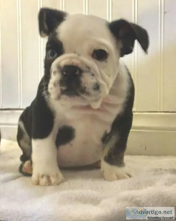 English mini bulldog puppy