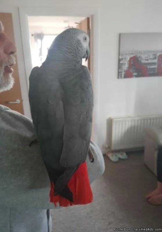 Talking African Grey Parrots.