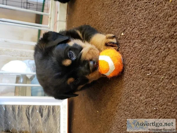 3 Female Rottweiler Puppies Left