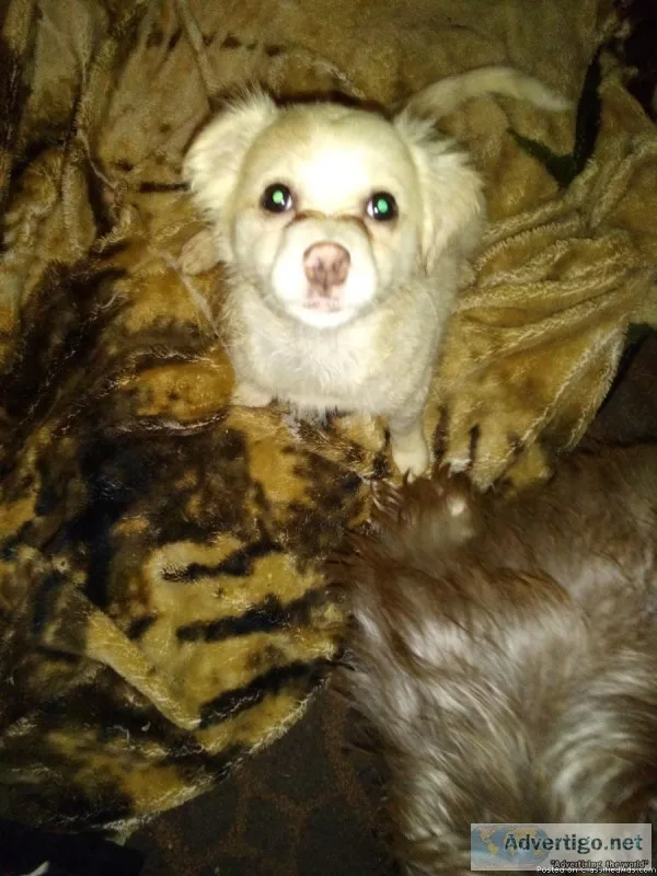 Cocker spanielmaltse mixed pups