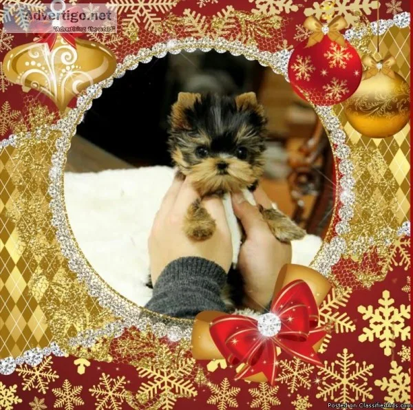 Amazing Tea Cup Yorkie Pups Male and Female.