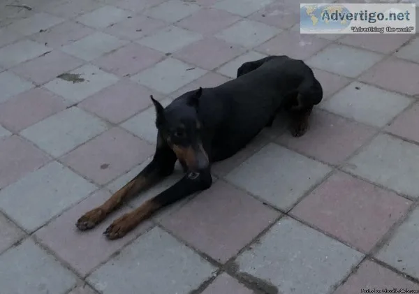 AKC European Doberman Pinscher