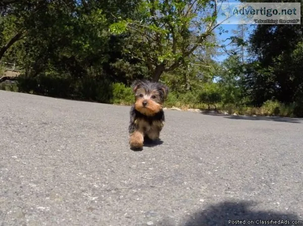 AKC Male and Female Yorkshire Terrier