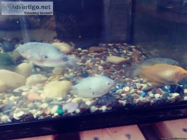 4Gaurmies 2 Dwarf Gaurmies and 2 crabs