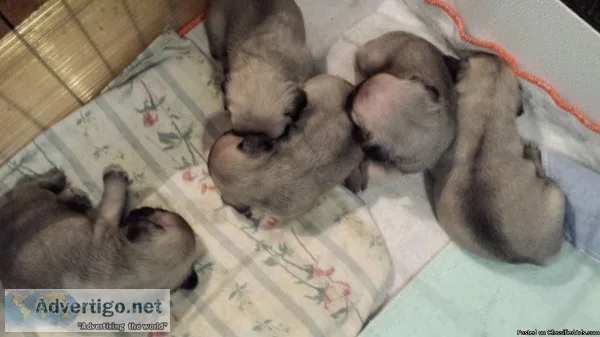 PUG PUPPY S