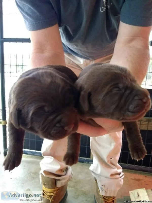 Labrador puppies