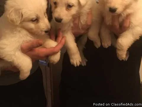 Kc Registered German Shepherd Puppies