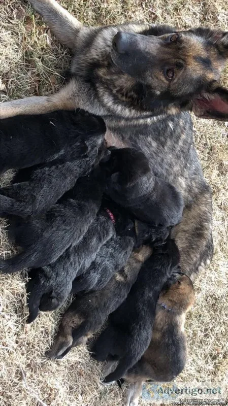 Pure Bred German Shepherd Puppies