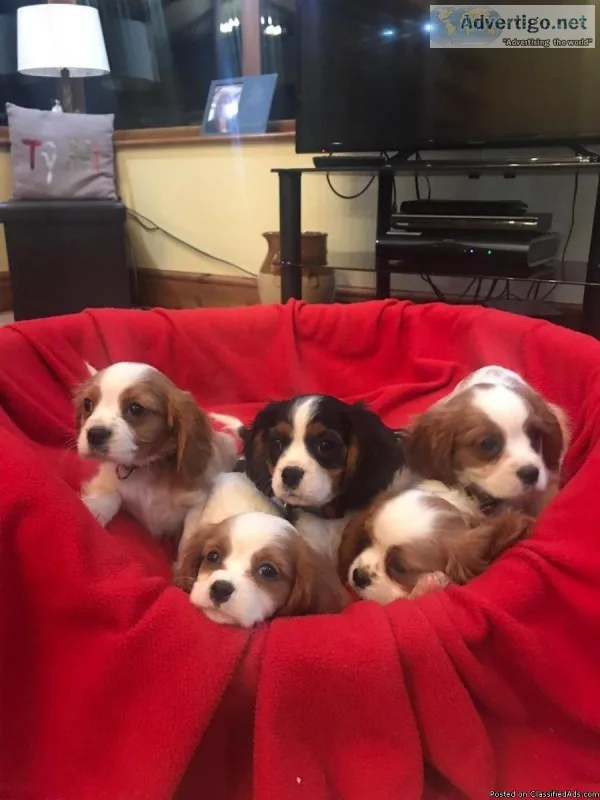 cavalier king charles puppies