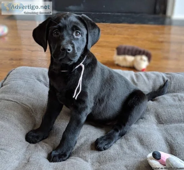 AKC Labrador Retrievers