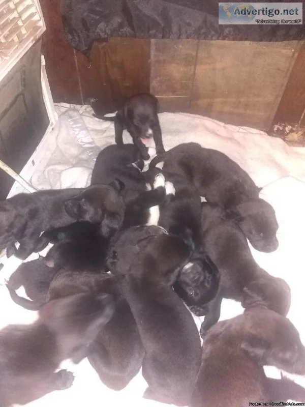 Mix lab puppies free