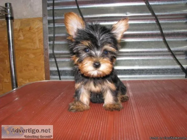 Male and Female Yorkshire Terrier