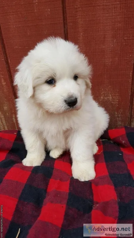 AKC Great Pyrenees
