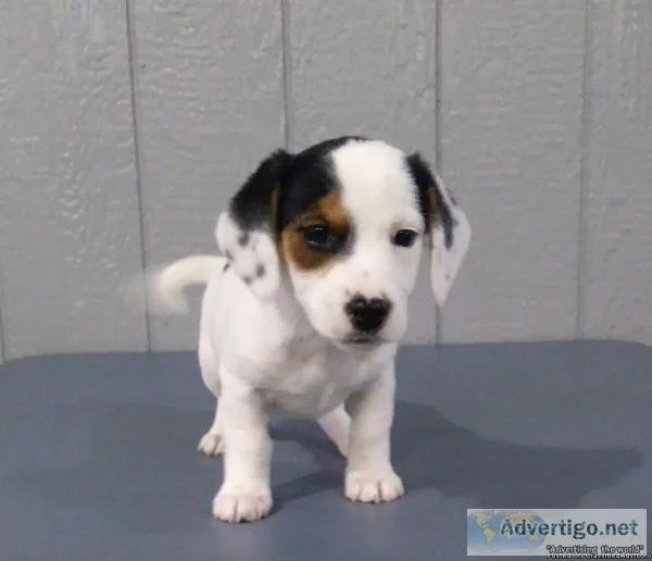 Cooper Male Toy Fox Beagle