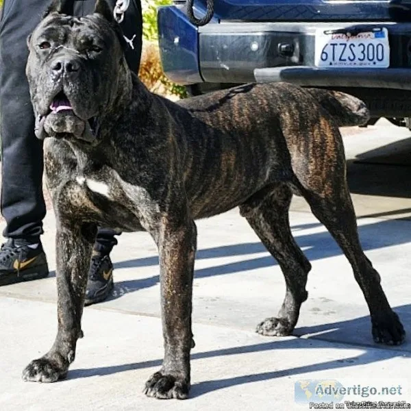 Persa Canario Pups