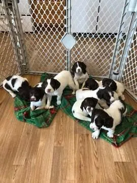 Akc English Springer Spaniel Pups