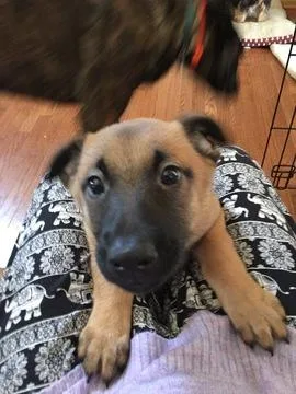 Dutch Shepherd Malinois Puppies