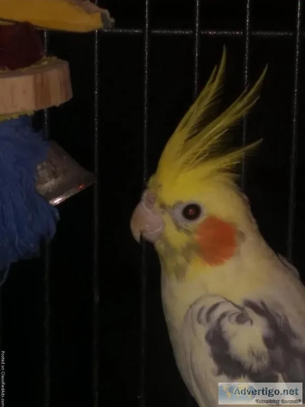Cockatiel and cage