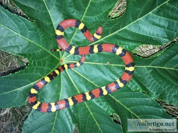 Scarlet kingsnake