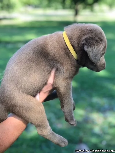 Silver Labrador Retriever Puppies