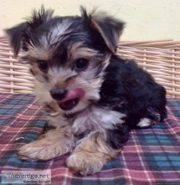 Yorkshire Terrier Puppy Girl