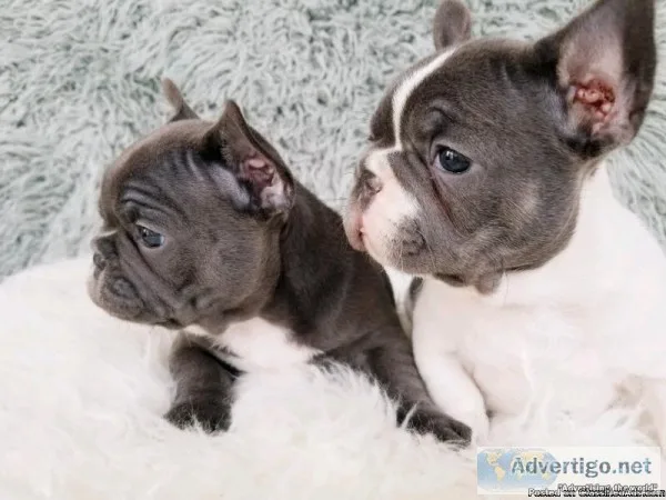 STUNNING TOP QUALITY FRENCH BULLDOG PUPPIES