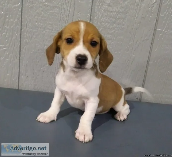 Roxy Female Toy Fox Beagle