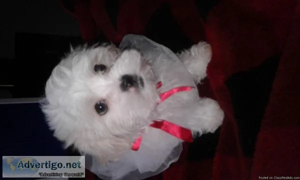 I have a Beautiful Shih poo for sale ready to go
