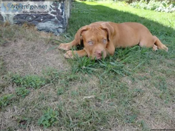 Dogue De Bordeaux Stud Service ((newark Oh))