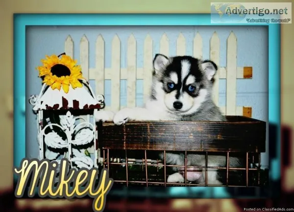 Mikey Male Pomsky