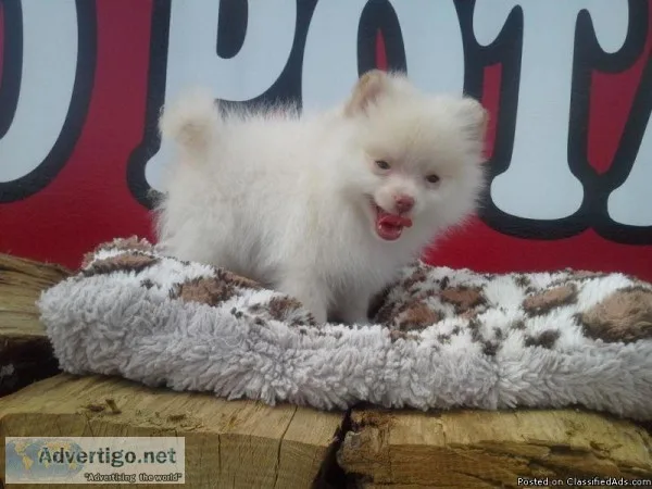AKC Pomeranian Puppies