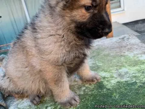 Pedigree German Shepherd Puppies