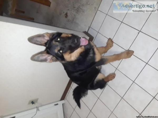 6 month old pure breed German shepard
