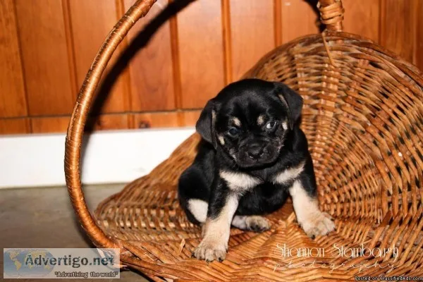 Teddy Male Pug Mix