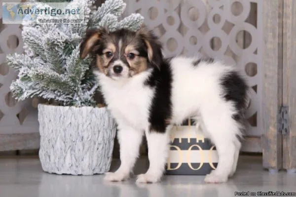 Alice Gorgeous Papillon